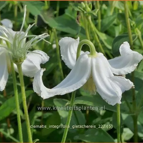 Clematis integrifolia 'Gletschereis'