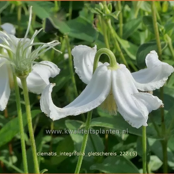 Clematis integrifolia 'Gletschereis'