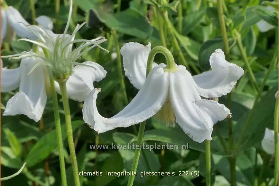 Clematis integrifolia 'Gletschereis'