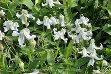 Clematis integrifolia 'Gletschereis'