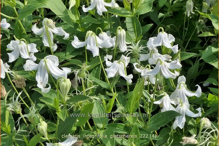 Clematis integrifolia 'Gletschereis'