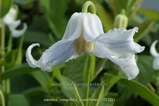 Clematis integrifolia 'Gletschereis'