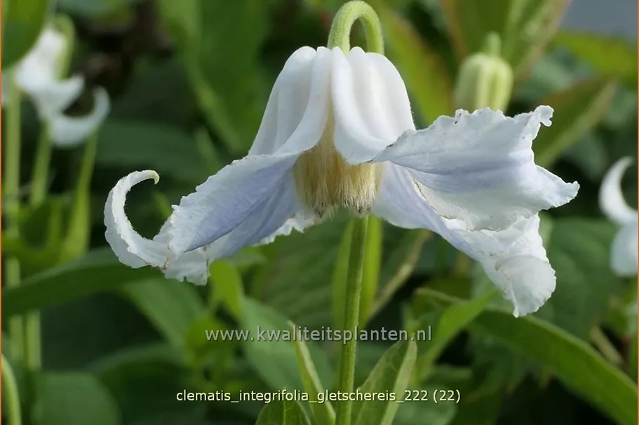 Clematis integrifolia 'Gletschereis'