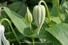 Clematis integrifolia 'Gletschereis'
