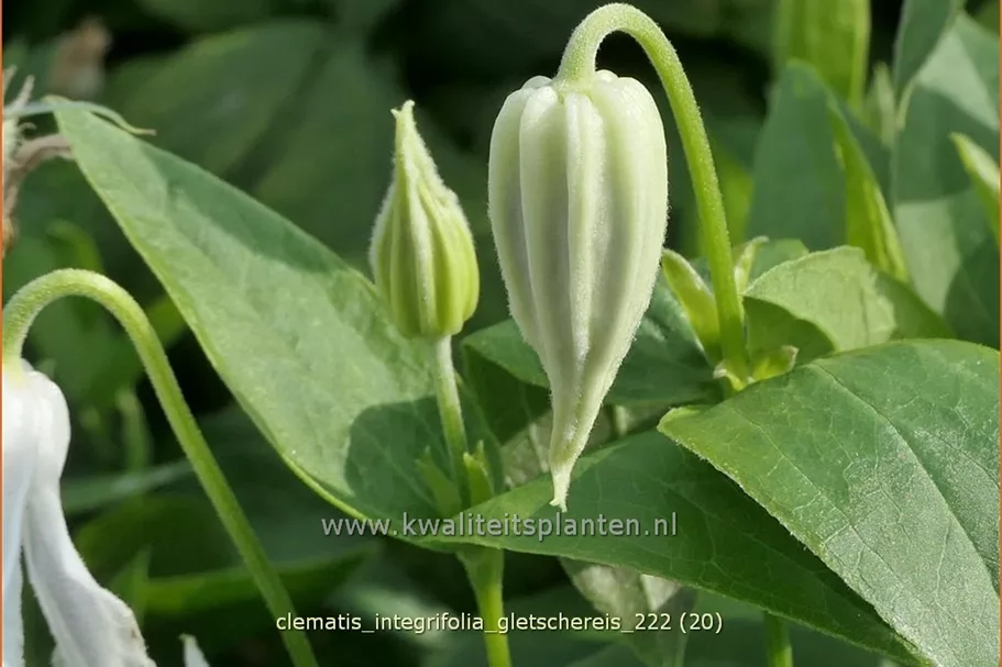 Clematis integrifolia 'Gletschereis'