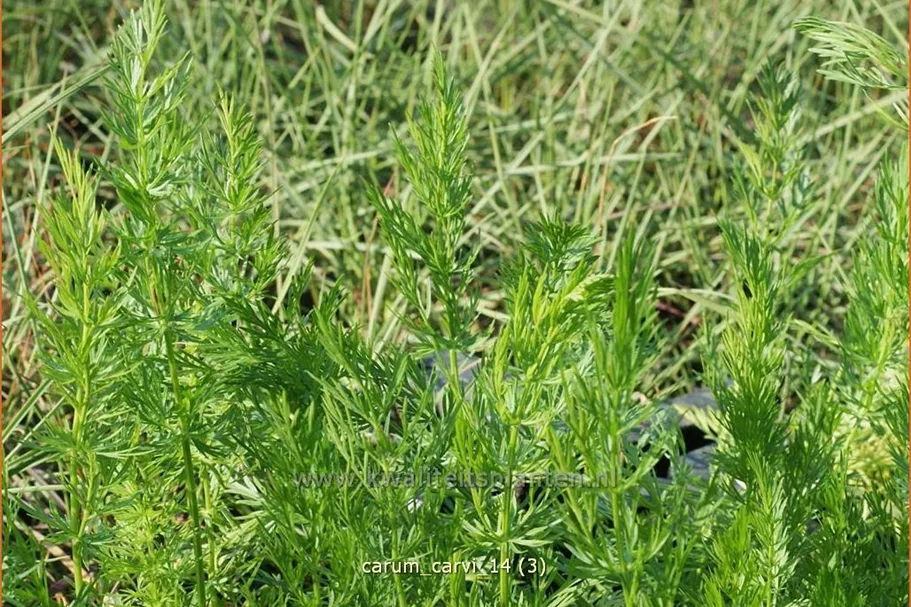 Carum carvi