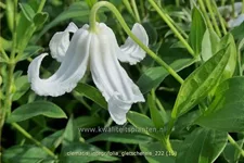 Clematis integrifolia 'Gletschereis'