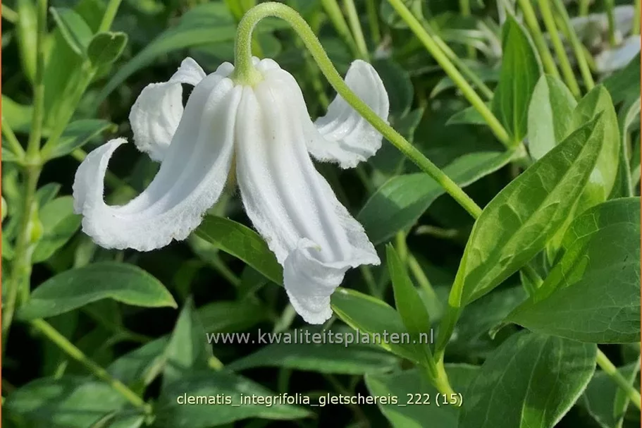 Clematis integrifolia 'Gletschereis'