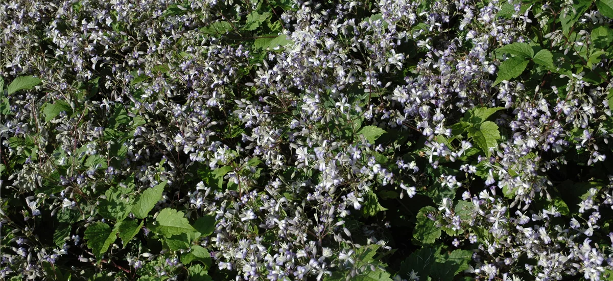 Clematis x jouiniana 'Praecox'