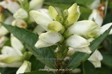 Chelone obliqua 'Alba'