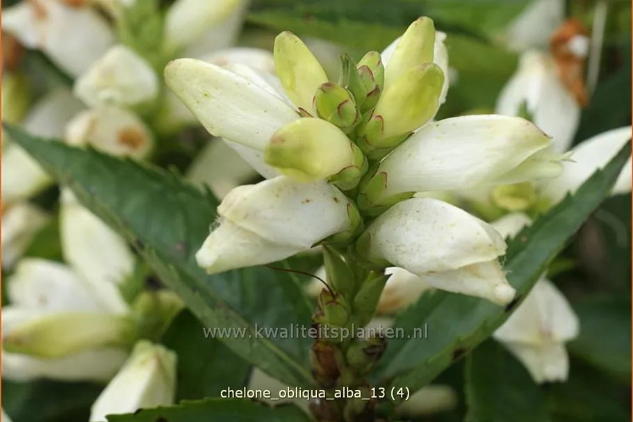 Chelone obliqua 'Alba'