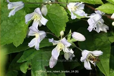 Clematis x jouiniana 'Mrs. Robert Brydon'