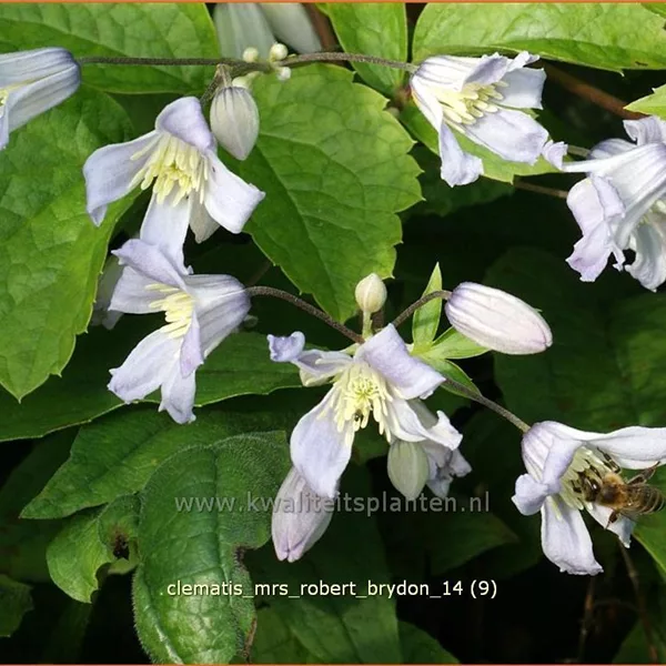 Clematis x jouiniana 'Mrs. Robert Brydon'