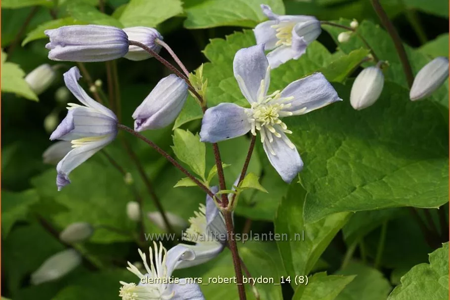 Clematis x jouiniana 'Mrs. Robert Brydon'