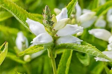 Chelone obliqua 'Alba'