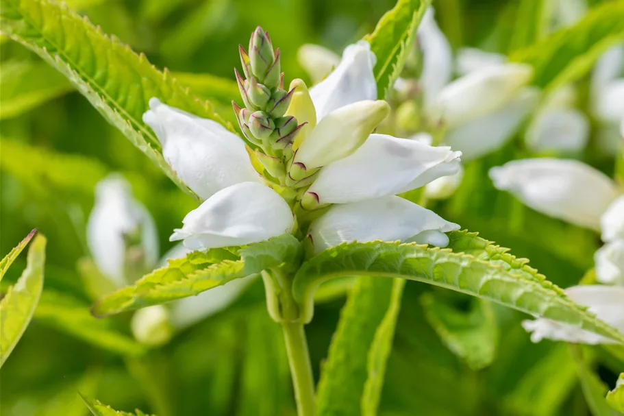 Chelone obliqua 'Alba'