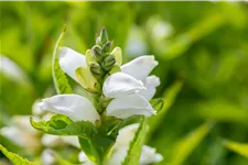Chelone obliqua 'Alba'