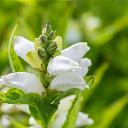 Chelone obliqua 'Alba'