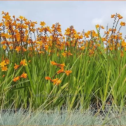 Crocosmia x crocosmiiflora 'Columbus'