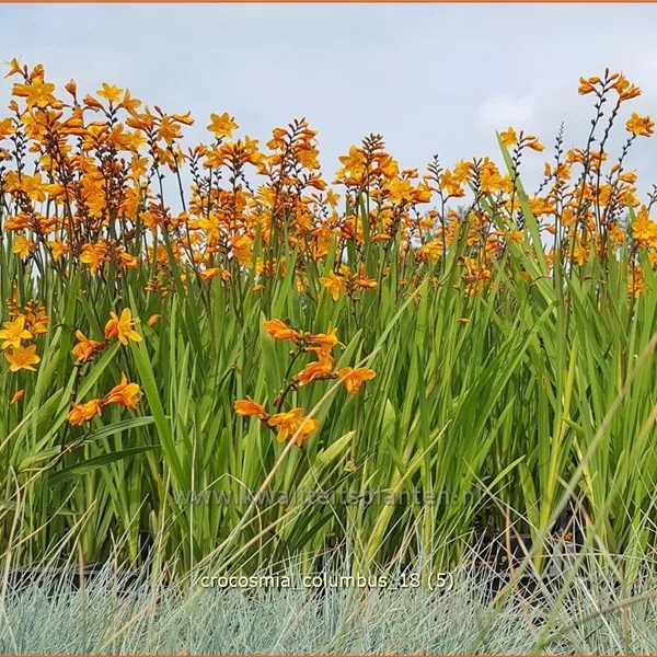 Crocosmia x crocosmiiflora 'Columbus'