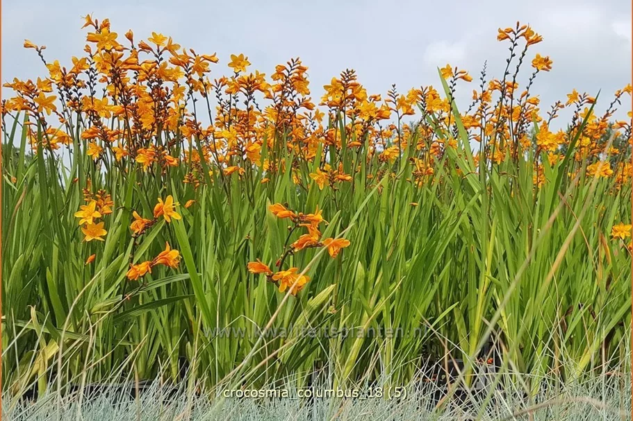 Crocosmia x crocosmiiflora 'Columbus'