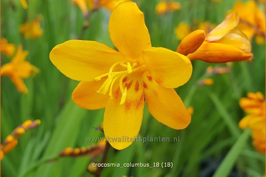 Crocosmia x crocosmiiflora 'Columbus'