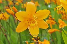 Crocosmia x crocosmiiflora 'Columbus'