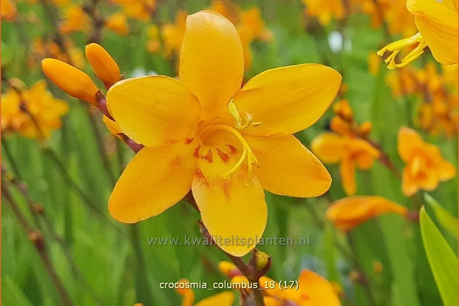 Crocosmia x crocosmiiflora 'Columbus'