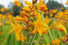 Crocosmia x crocosmiiflora 'Columbus'
