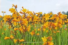Crocosmia x crocosmiiflora 'Columbus'
