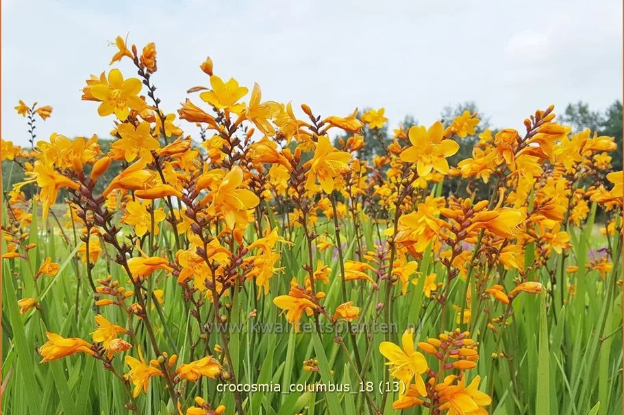 Crocosmia x crocosmiiflora 'Columbus'