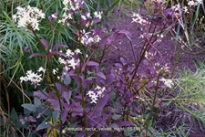 Clematis recta 'Velvet Night'