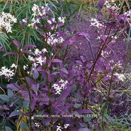 Clematis recta 'Velvet Night'