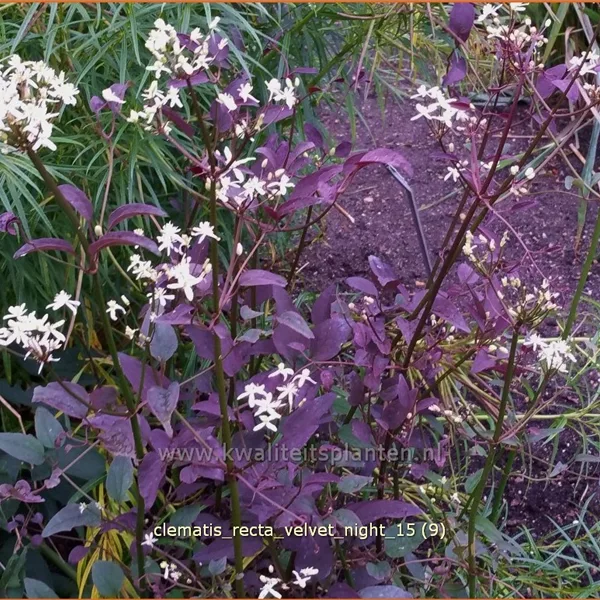 Clematis recta 'Velvet Night'