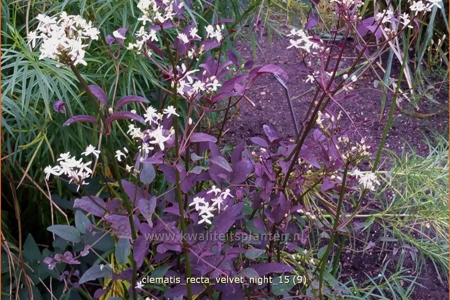 Clematis recta 'Velvet Night'