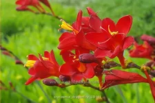 Crocosmia 'Dragonfire'