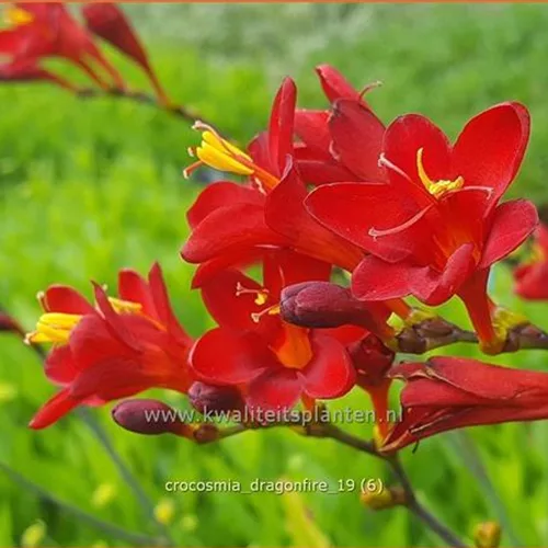Crocosmia 'Dragonfire'