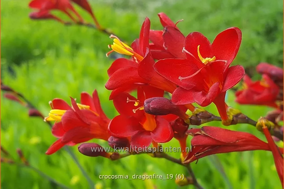Crocosmia 'Dragonfire'