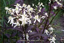 Clematis recta 'Velvet Night'