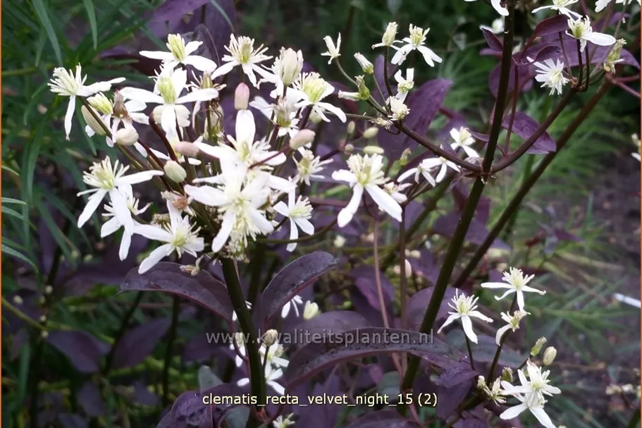 Clematis recta 'Velvet Night'