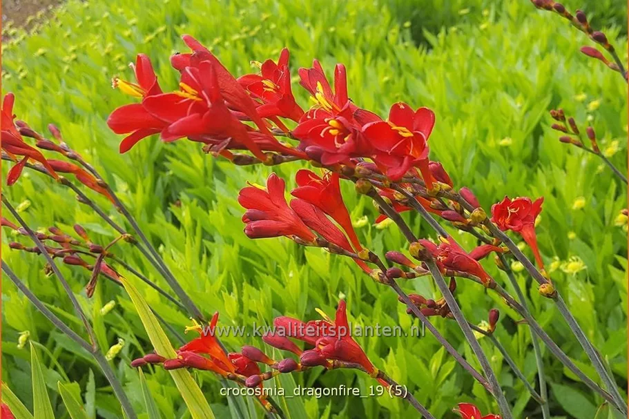 Crocosmia 'Dragonfire'