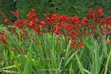 Crocosmia 'Dragonfire'
