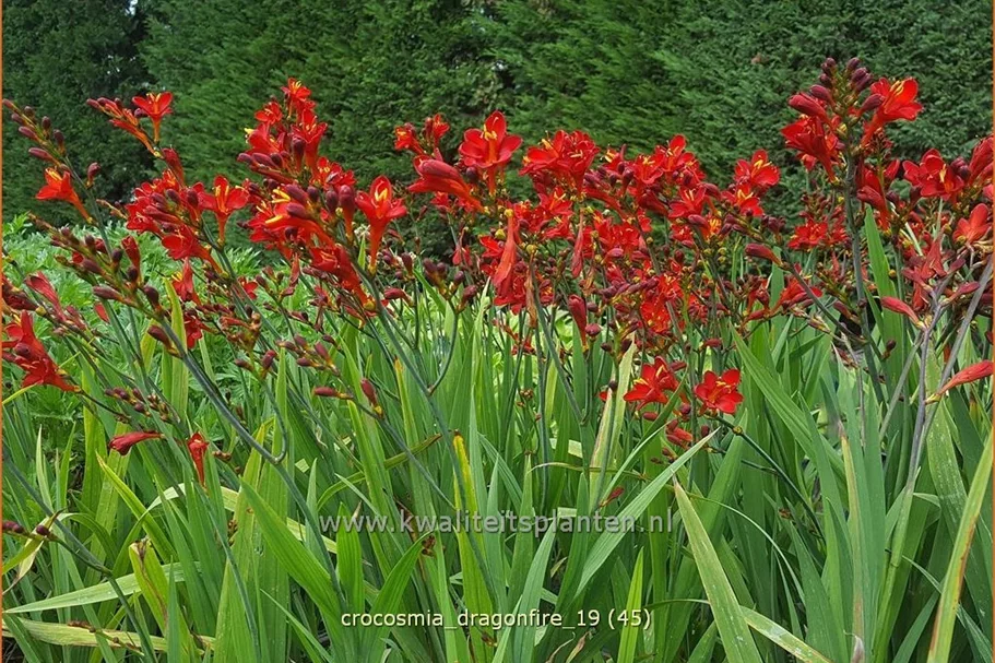 Crocosmia 'Dragonfire'