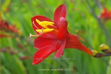 Crocosmia 'Dragonfire'