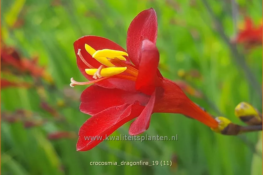 Crocosmia 'Dragonfire'