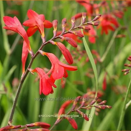Crocosmia x crocosmiiflora 'Emberglow'