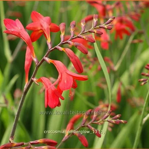 Crocosmia x crocosmiiflora 'Emberglow'