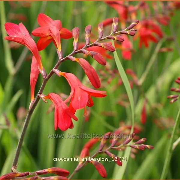 Crocosmia x crocosmiiflora 'Emberglow'