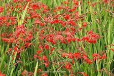 Crocosmia x crocosmiiflora 'Emberglow'