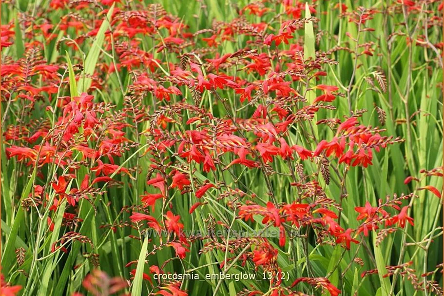 Crocosmia x crocosmiiflora 'Emberglow'